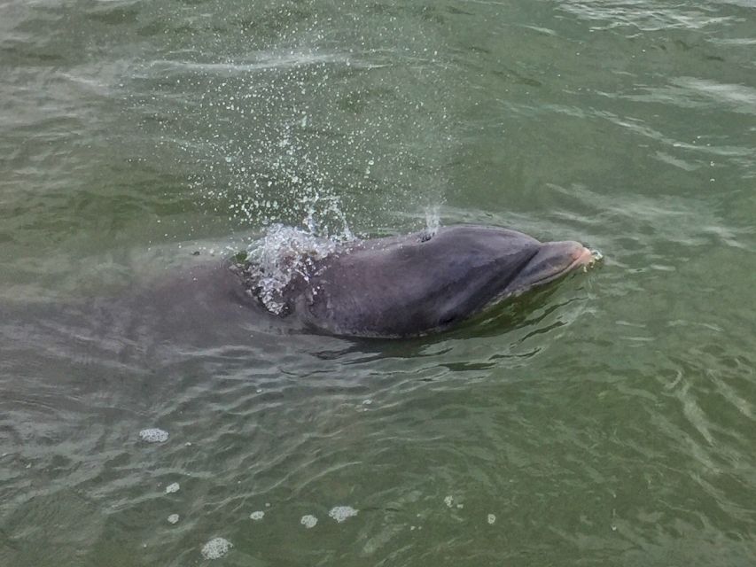 Hilton Head Island: Daytime Dolphin Watching Boat Tour - The wildlife bonus: pelicans, stingrays, turtles, and more