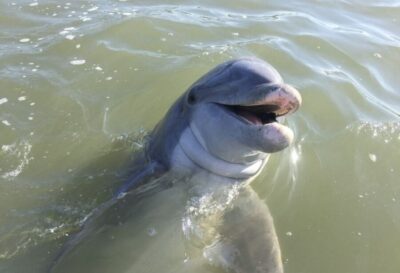 Hilton Head Island: Daytime Dolphin Watching Boat Tour - The narrated cruise: what the guide and music do for the experience