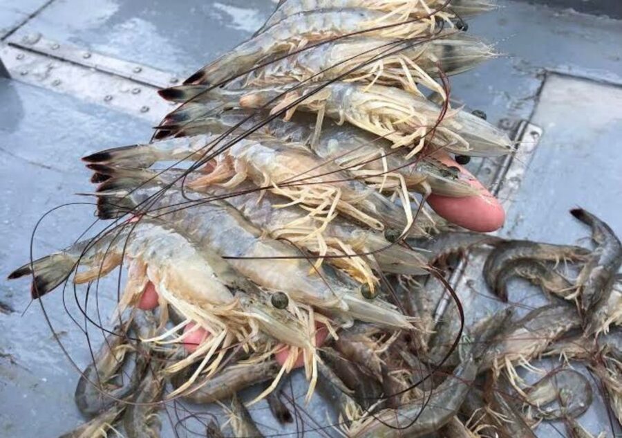 Hilton Head Island: Shrimp Trawling Boat Tour - Watching the Sorting Table Go to Work