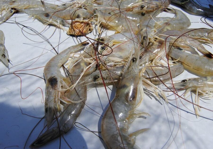 Hilton Head Island: Shrimp Trawling Boat Tour - The Dolphin and Shark Bonus: It’s Not Just Shrimp