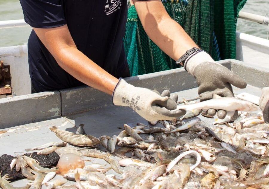 Hilton Head Island: Shrimp Trawling Boat Tour - The Boat Talk: How a Shrimp Boat Actually Works