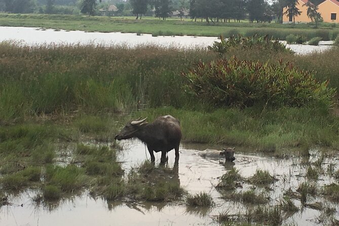 Hoi An countryside biking tour, water buffalo+ basket boat ride - Cycling the Hoi An Countryside Without the Stress