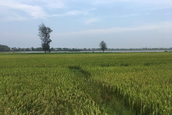 Hoi An countryside biking tour, water buffalo+ basket boat ride - The Ride Through Rice Paddies and Rural Water Work