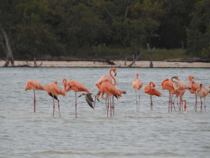 Holbox: Yum Balam Reserve Classic Boat Tour - Key things to know before you go
