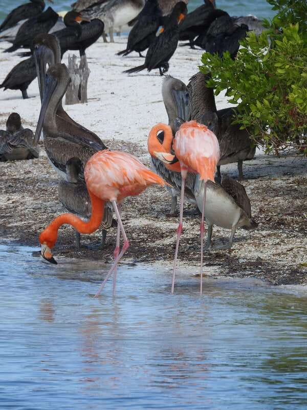 Holbox: Yum Balam Reserve Classic Boat Tour - Yum Balam by boat: calm nature, no stress schedule