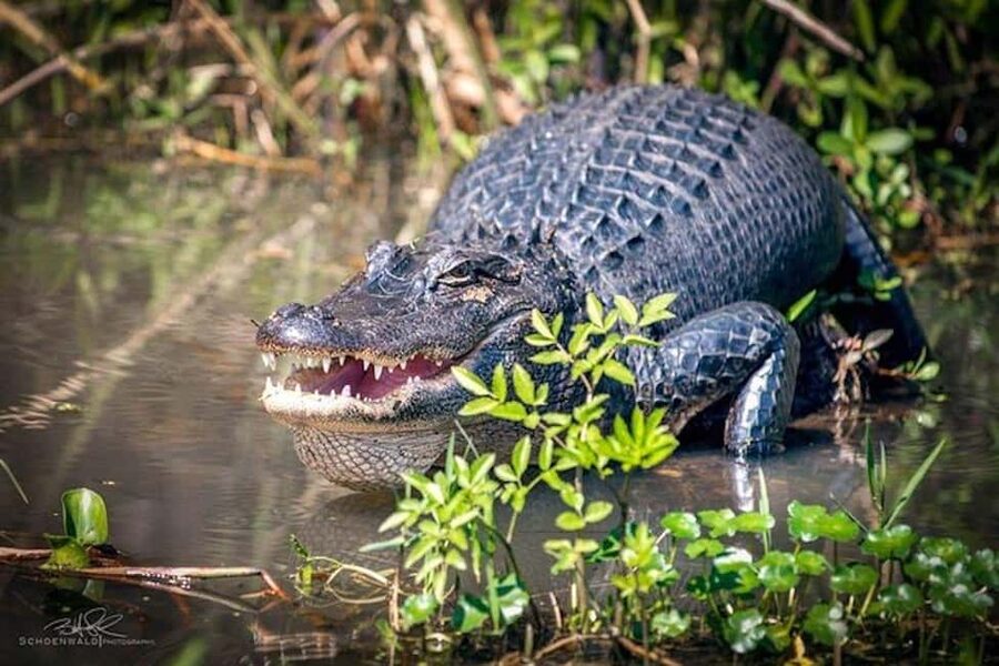 Honey Island Swamp and Bayou Boat Tour with Transportation - Key Points Before You Go