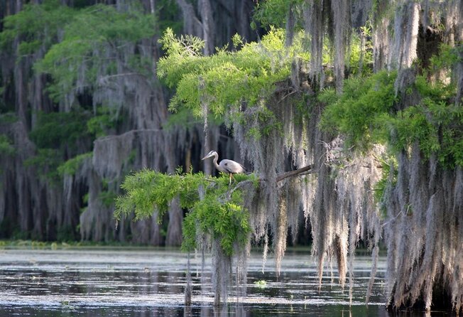 Honey Island Swamp Boat Tour - Quick Hits Before You Go