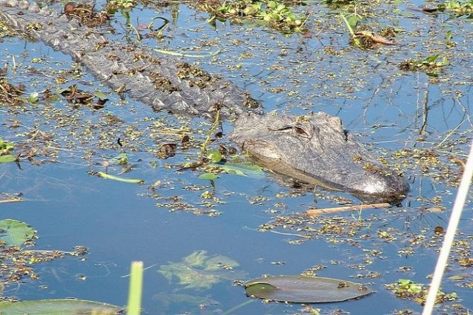 Honey Island Swamp Boat Tour - First Steps at Dr. Wagner’s Honey Island Swamp Tours Dock