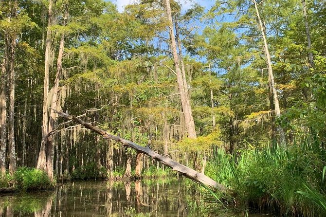 Honey Island Swamp Boat Tour - Passing a Traditional Cajun Fishing Village Without the Detour Feeling
