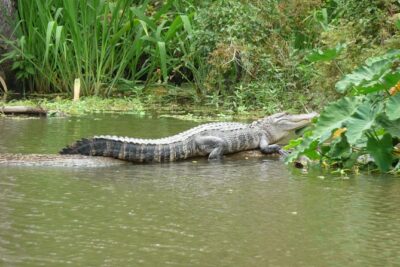 Honey Island Swamp Boat Tour - The 2-Hour Slough Cruise: Wildlife, Moss, and Captain Stories
