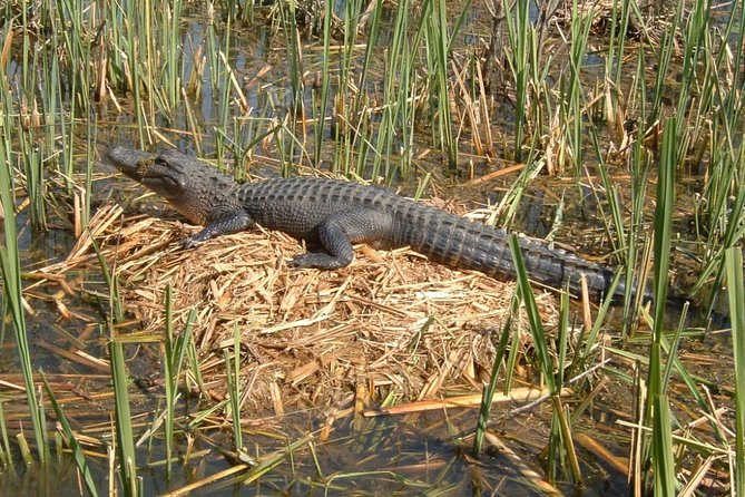 Honey Island Swamp Boat Tour with Transportation from New Orleans - Getting picked up in the French Quarter (and why the drive matters)