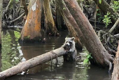Honey Island Swamp Boat Tour with Transportation from New Orleans - Price and value: is $64 a good deal for this tour?