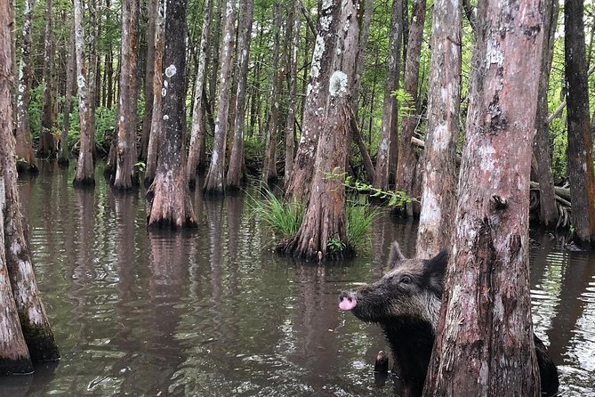Honey Island Swamp Boat Tour with Transportation from New Orleans - Dr. Wagner’s in Slidell: what to do before you board