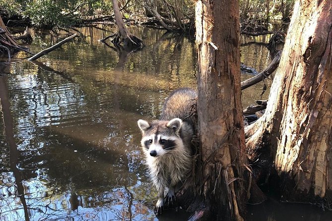 Honey Island Swamp Boat Tour with Transportation from New Orleans - The 2-hour Honey Island boat cruise: cypress, moss, and real wildlife chances