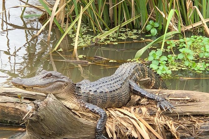 Honey Island Swamp Boat Tour with Transportation from New Orleans - The narration: how a wetland ecologist-style explanation changes the ride