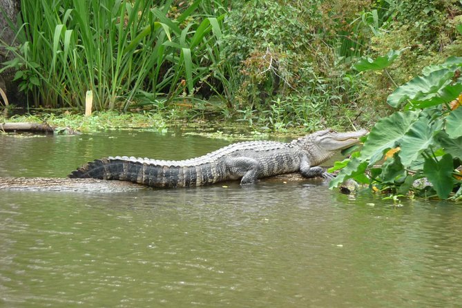 Honey Island Swamp Boat Tour - The 2-Hour Slough Cruise: Wildlife, Moss, and Captain Stories
