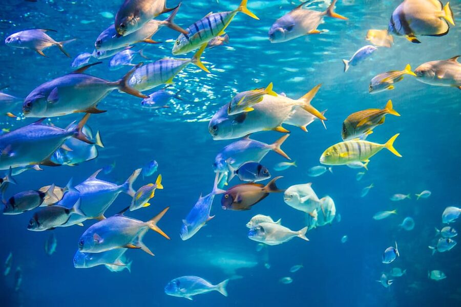 Honolulu: Glass Bottom Boat Tour along Oahu's South Shore - Board the boat at Kewalo Basin Harbor