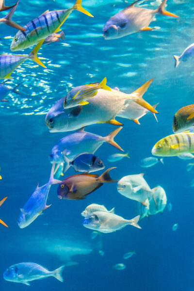 Honolulu: Glass Bottom Boat Tour along Oahu's South Shore - Underwater viewing: reefs and a shipwreck from the glass windows