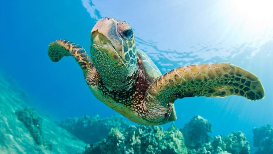 Honolulu: Glass Bottom Boat Tour along Oahu's South Shore - The guide makes it feel like a mini-lesson, not just a ride