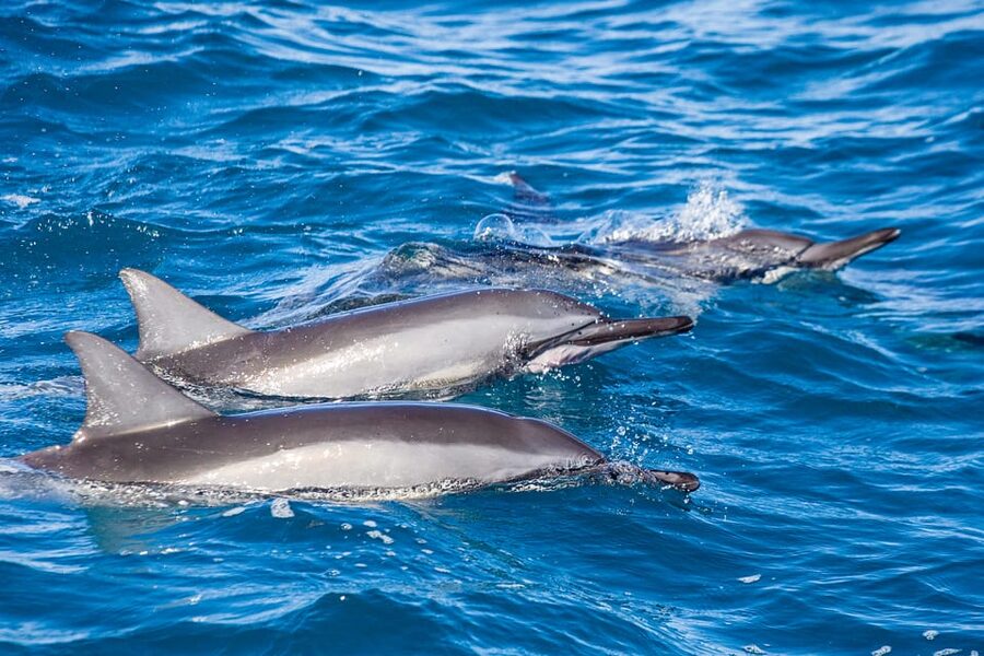 Honolulu: Glass Bottom Boat Tour along Oahu's South Shore - How long it takes and the best way to choose a time slot