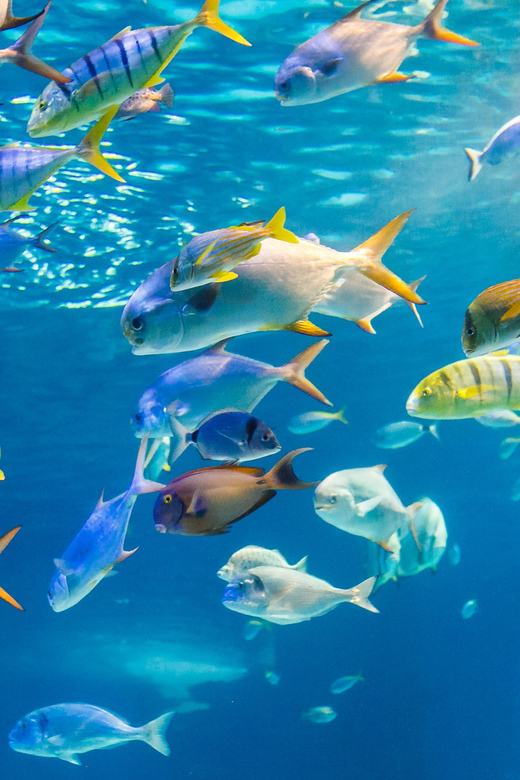 Honolulu: Glass Bottom Boat Tour along Oahu's South Shore - Underwater viewing: reefs and a shipwreck from the glass windows