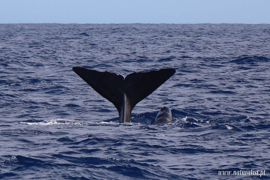 Horta: University Startup Whale and Dolphin RIB Boat Trip - Key highlights you’ll feel immediately