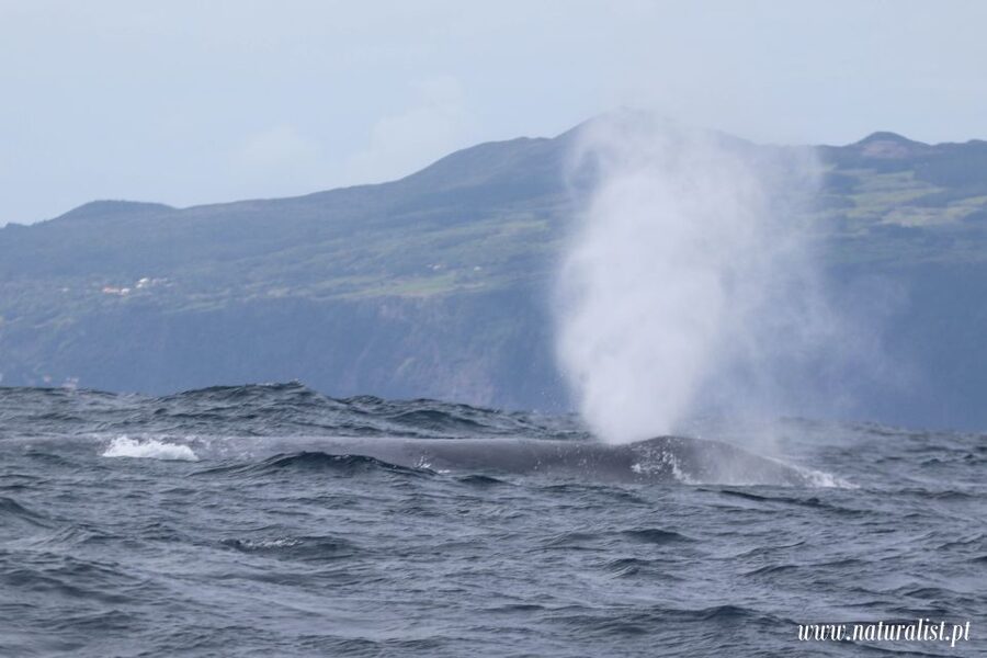 Horta: University Startup Whale and Dolphin RIB Boat Trip - FAQ