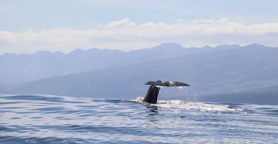 Horta: University Startup Whale and Dolphin RIB Boat Trip - Whale Spotters First, University Science On Board