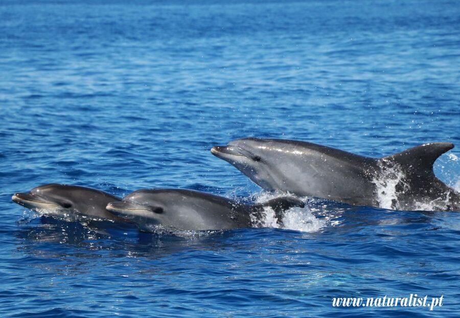 Horta: University Startup Whale and Dolphin RIB Boat Trip - What You Can See Off Horta: Whales, Dolphins, Turtles, Sharks