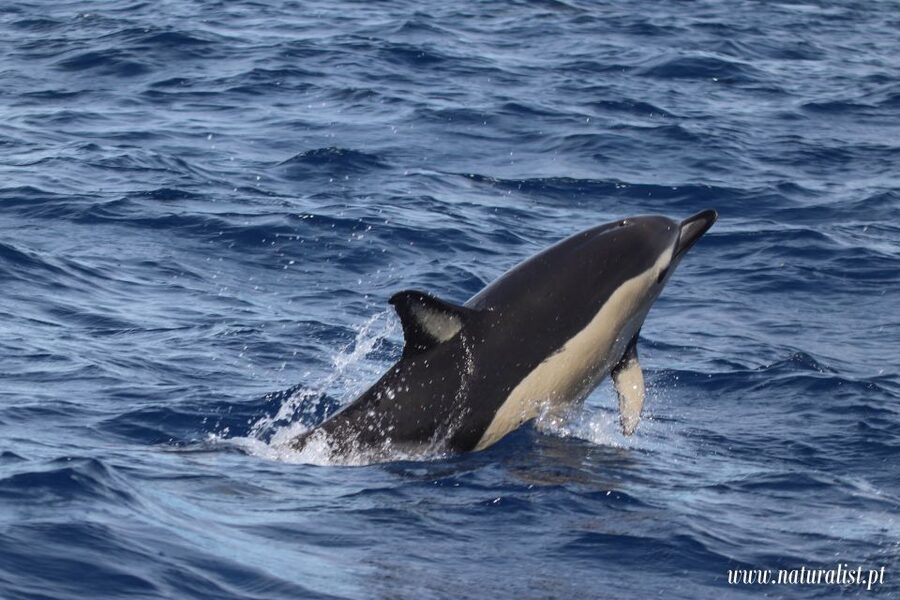 Horta: University Startup Whale and Dolphin RIB Boat Trip - From Marina to Photo Stop: How the 3-Hour Trip Flows