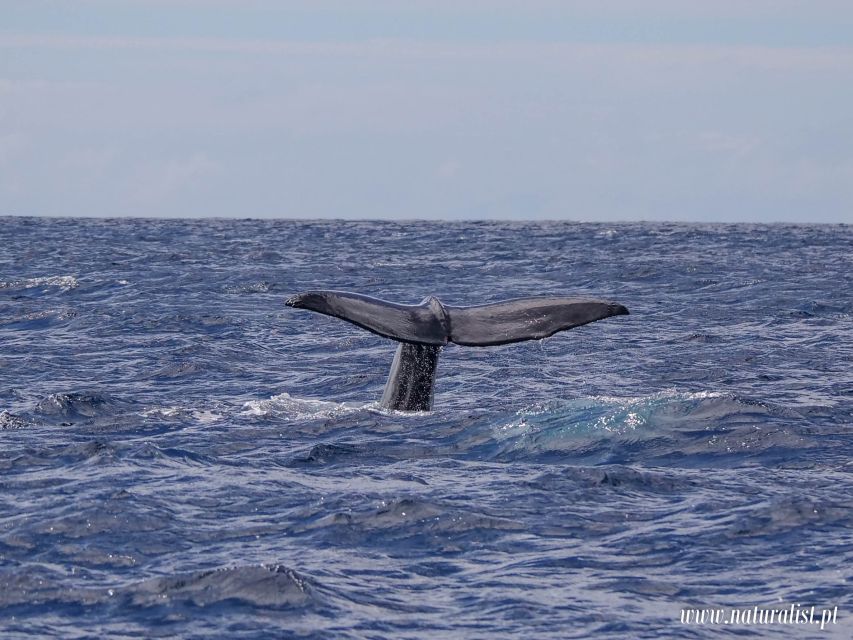 Horta: University Startup Whale and Dolphin RIB Boat Trip - Birdwatching Bonus: Shearwaters and Terns While You Wait