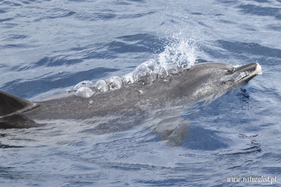 Horta: University Startup Whale and Dolphin RIB Boat Trip - Value at Around $101: What Makes This Feel Worth It