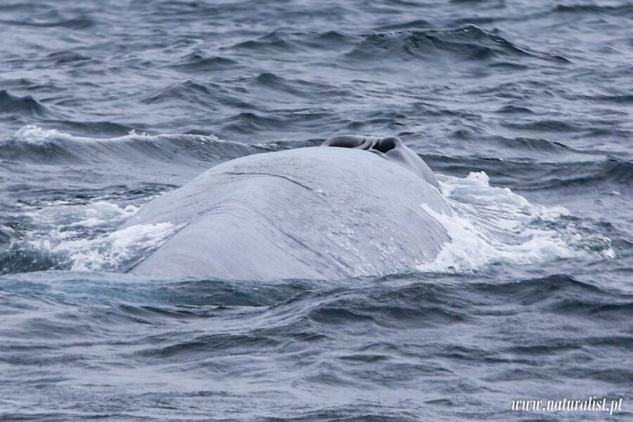 Horta: University Startup Whale and Dolphin RIB Boat Trip - Who This Works Best For (and Who Should Skip It)