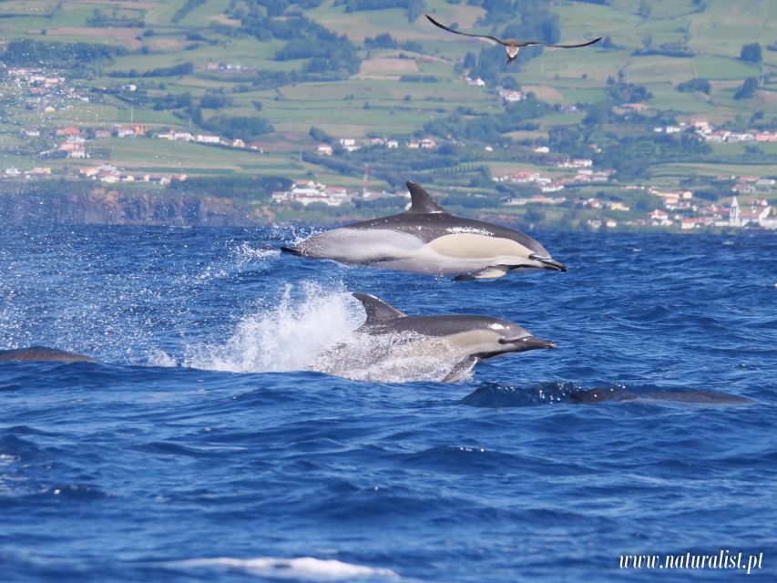 Horta: University Startup Whale and Dolphin RIB Boat Trip - Should You Book This Whale and Dolphin RIB Trip?