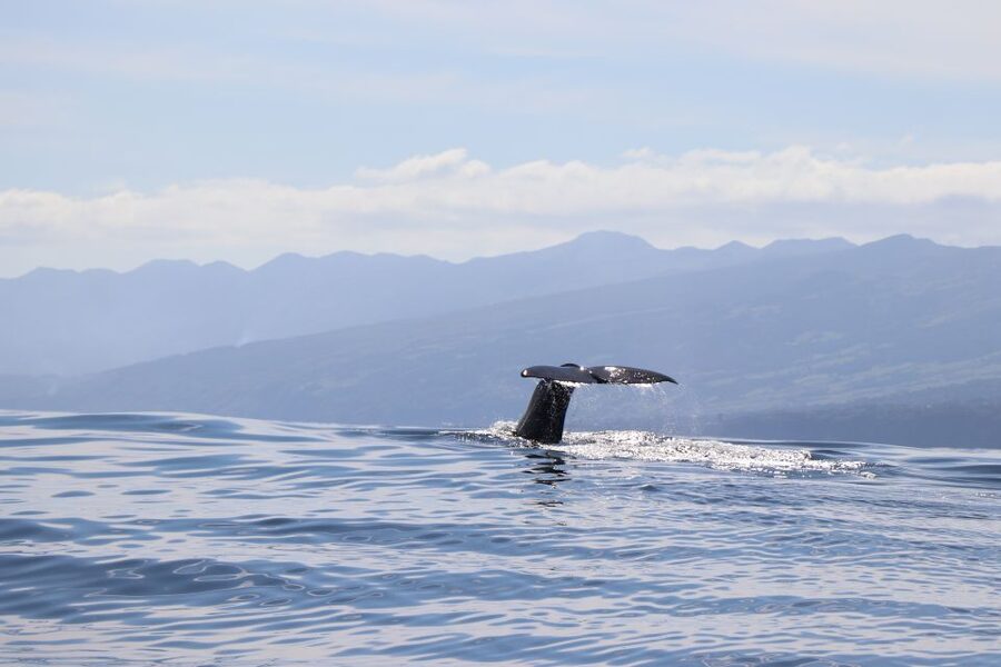 Horta: University Startup Whale and Dolphin RIB Boat Trip - RIB Boat Reality Check: Comfort, Motion, and Timing