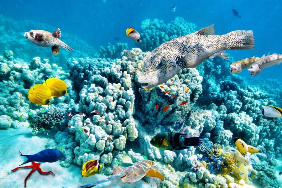 Hurghada: Beginners Scuba Diving Full-Day Boat Trip & Lunch - Equipment and What You Should Prepare Yourself