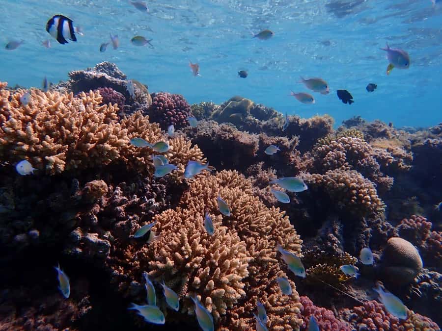 Hurghada: Boat trip to Magawish island with Multi Options - Snorkeling time: two stops, coral reefs, and real guide support