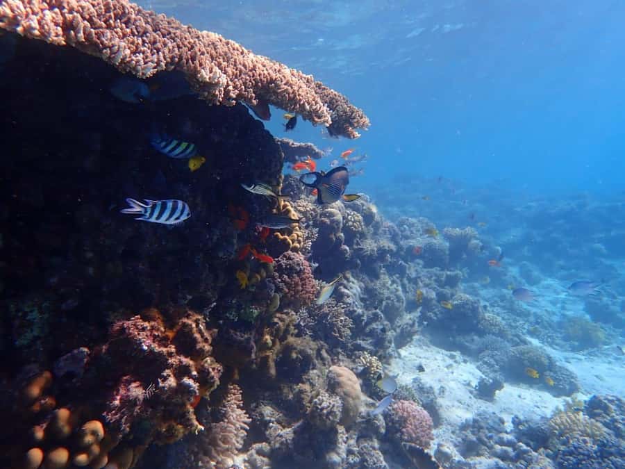 Hurghada: Boat trip to Magawish island with Multi Options - Magawish Island: two hours of beach freedom (and lunch)