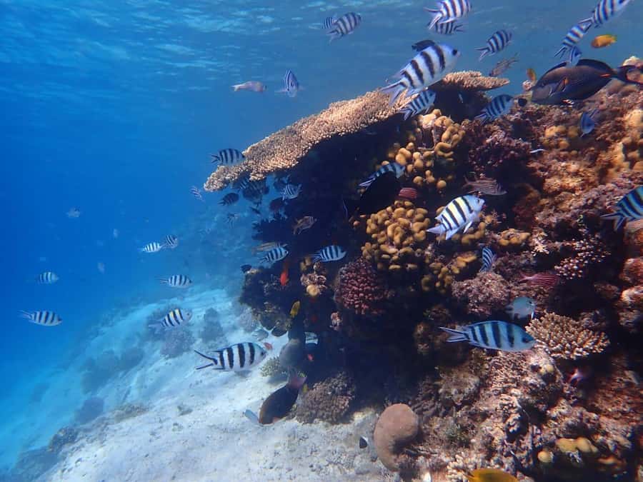 Hurghada: Boat trip to Magawish island with Multi Options - Food and value: is $35 really a deal?