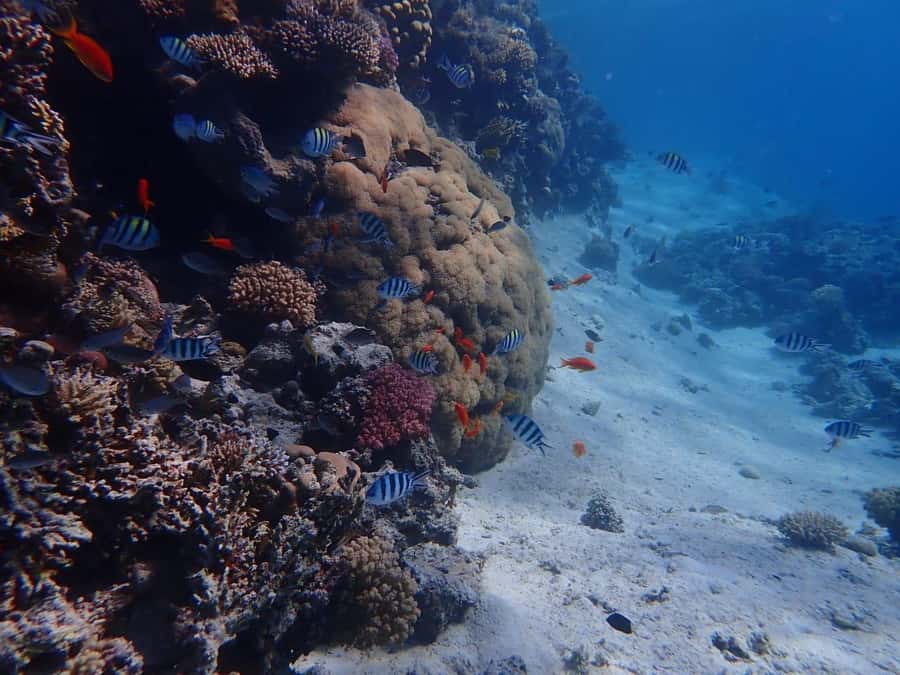 Hurghada: Boat trip to Magawish island with Multi Options - Practical tips to make your day smoother