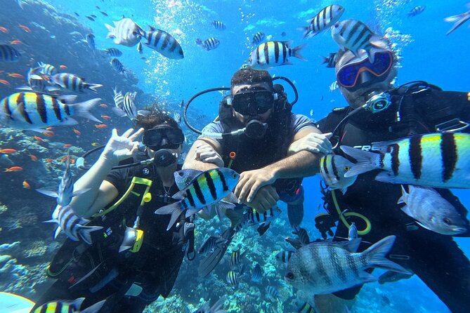 Hurghada Diving Adventure one Day with two Dives Boat Trip - Your Day Timeline: 8:30 AM Start and Two Boat Sessions
