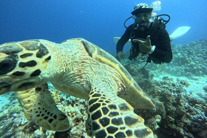 Hurghada Diving Adventure one Day with two Dives Boat Trip - Weather Checks and the Red Sea Reality