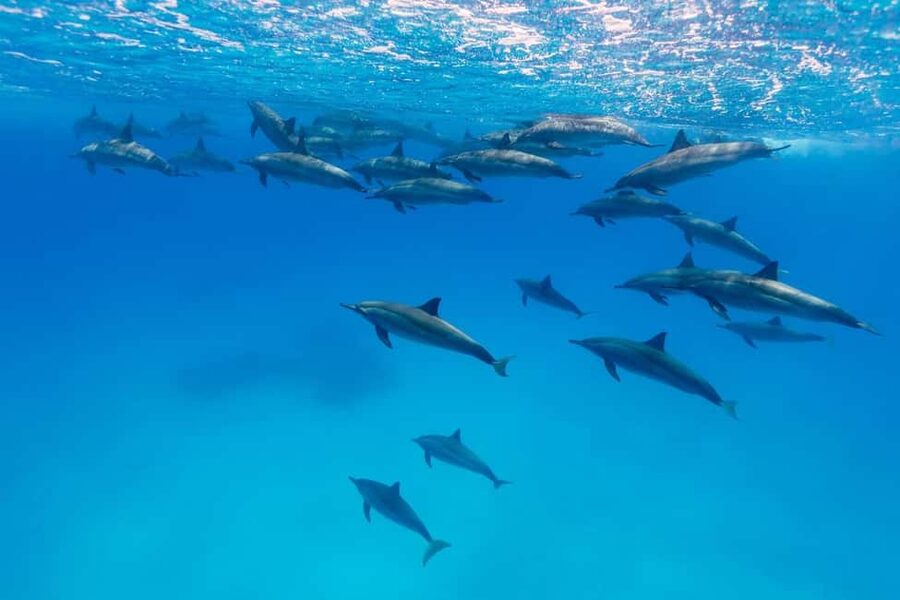 Hurghada: Dolphin Watching Boat Tour with Snorkeling & Lunch - Should You Book the Dolphin Watching and Snorkeling Tour?