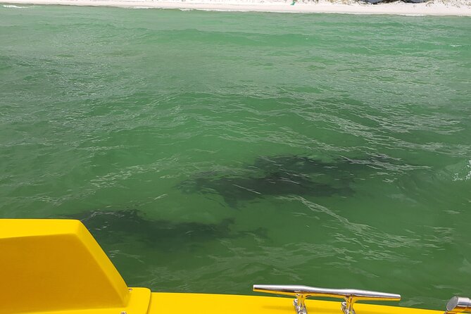 Hydro Rocket Dolphin Sightseeing Boat Tour from Destin - From 102 Harbor Blvd to the Gulf in about an hour
