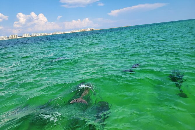 Hydro Rocket Dolphin Sightseeing Boat Tour from Destin - Price and value: $34 for the full one-hour loop