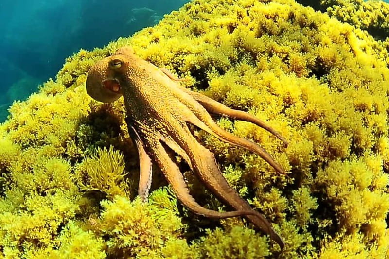 Ibiza: PADI Discover Scuba Diving & Snorkeling Boat Trip - Key points worth planning around