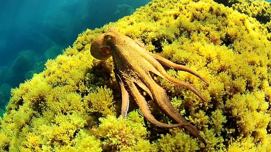 Ibiza: Snorkeling and SUP Paddle, Beach and Cave Boat Tour - Key highlights that matter