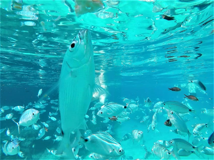 Ibiza: Snorkeling and SUP Paddle, Beach and Cave Boat Tour - What the boat experience is like: drinks, gear, and the pace