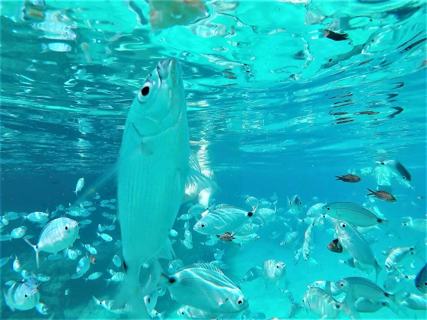 Ibiza: Snorkeling and SUP Paddle, Beach and Cave Boat Tour - Stop One: Cala Bassa’s turquoise water and easy jump-in time