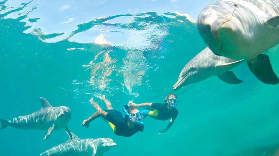 Île aux Bénitiers: Snorkeling w/Dolphins Boat Tour & Lunch - Key things that make this tour worth your time
